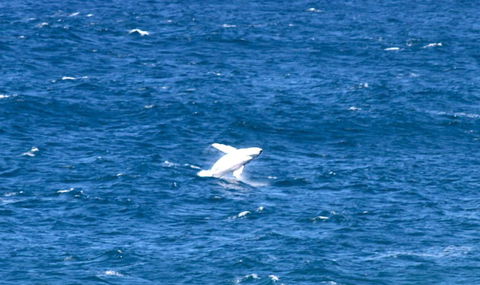 Sea Whispers - Mackay Tourism 3