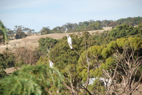 Mancuso Country Cottage Retreat - Mackay Tourism 6