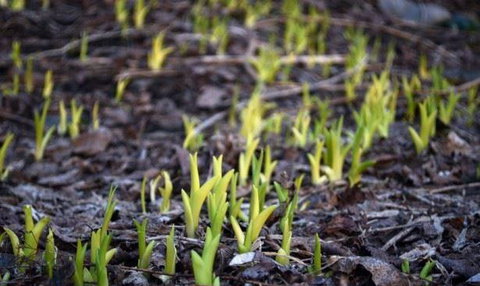 Lord Cardigan - Mackay Tourism 2