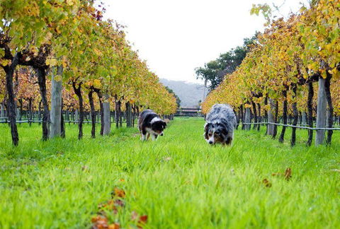 Arimia Restaurant And Winery - Mackay Tourism 12