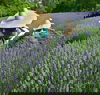 Lavandula Swiss Italian Farm - Mackay Tourism