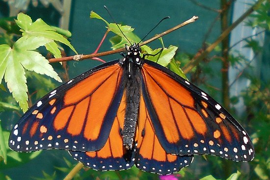 Harcourt VIC Mackay Tourism