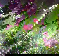 Sister's Rock Restaurant - Mackay Tourism