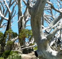 Alpine Eyre - Mackay Tourism