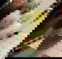 The Natural Waffle Ice Cream Parlour - Mackay Tourism