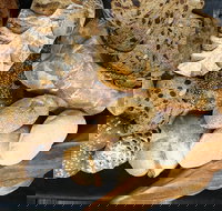 Iluka Bakery - Mackay Tourism