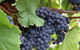 Marcus Hill Vineyard - thumb 0