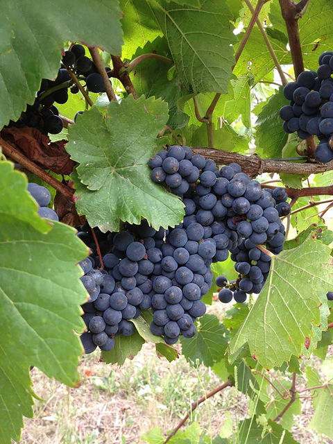 Marcus Hill Vineyard - Mackay Tourism 0