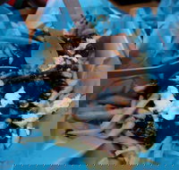 Charles St Pizza  Pasta - Mackay Tourism