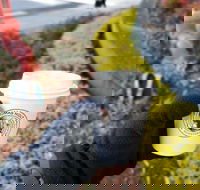 Thomas Holt Roasters - Mackay Tourism