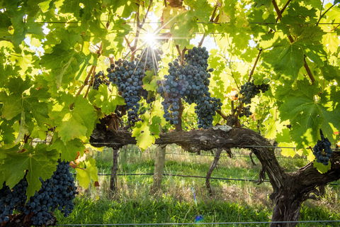 Ross Hill Wines - Mackay Tourism 1