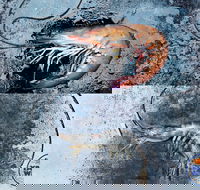 Yamba Wild - Mackay Tourism