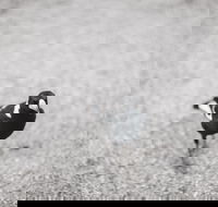 Magpies Nest Restaurant - Mackay Tourism