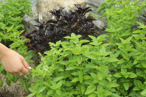 Hillview Herb Farm - Mackay Tourism 1