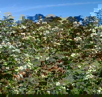 Huntley Berry Farm - Mackay Tourism