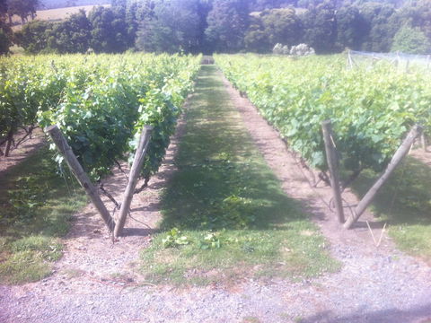 Providence Vineyards - Mackay Tourism 1