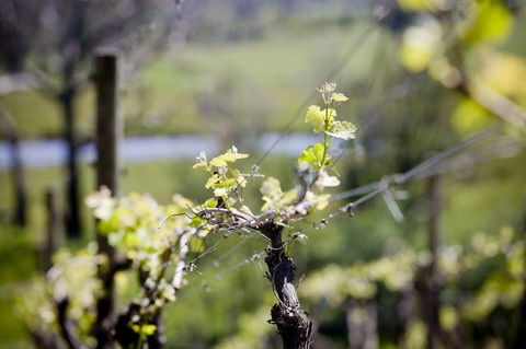 Barrgowan Vineyard - Mackay Tourism 0
