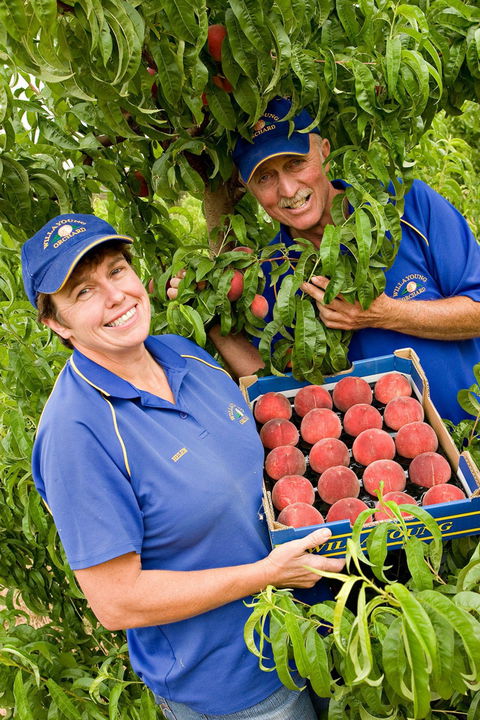 Willayoung Orchard - Mackay Tourism 0