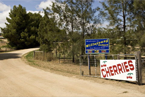 Willayoung Orchard - Mackay Tourism 1