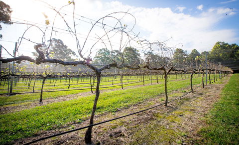 Long Point Vineyard And Art Gallery - Mackay Tourism 0