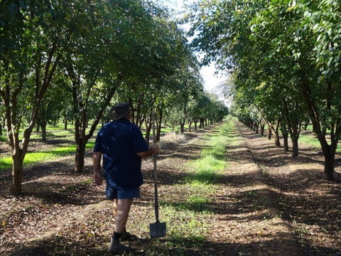 Catania Fruit Salad Farm Griffith - Mackay Tourism 1