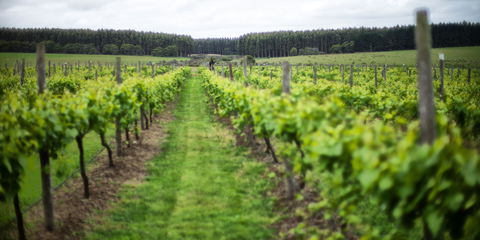 Suffoir Winery, Brewery And Cidery - Mackay Tourism 0