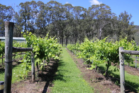 Woongooroo Estate Winery - Mackay Tourism 0