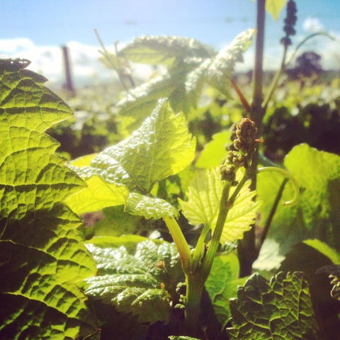 Punt Road Winery - Mackay Tourism 1