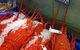 Norwest Fresh Seafood - thumb 0