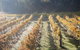 Twisted Gum Wines - thumb 1