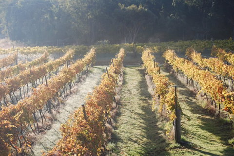 Twisted Gum Wines - Mackay Tourism 1
