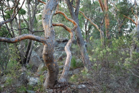 Twisted Gum Wines - Mackay Tourism 2