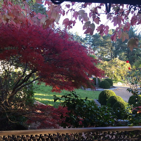 The Scented Rose Garden And Teahouse - Mackay Tourism 1