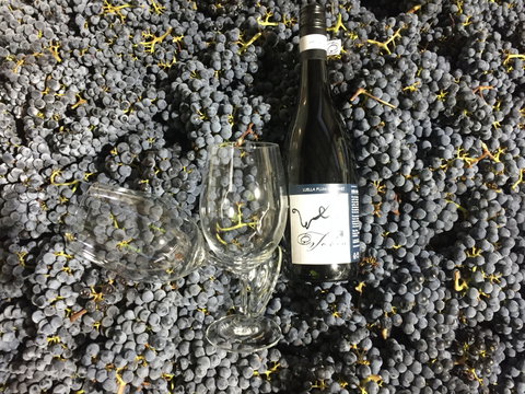 Tobin Wines - Mackay Tourism 0
