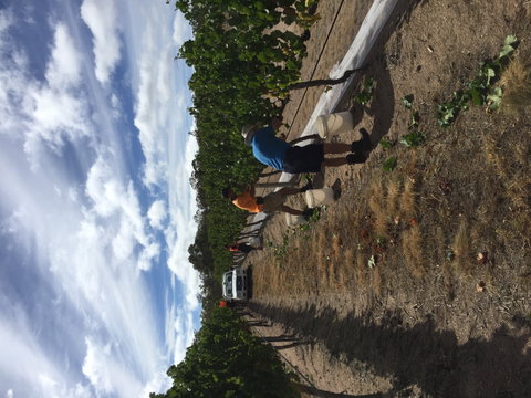 Tobin Wines - Mackay Tourism 1