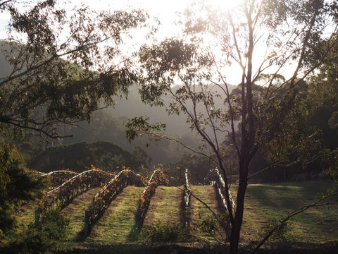 Mountainside Wines - Mackay Tourism 1