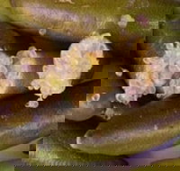 Sandy Creek Olives and Finger Limes - Mackay Tourism