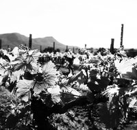 Ballabourneen Wine Co - Mackay Tourism