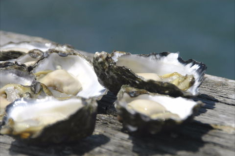 Jim Wild's Oyster Service - Mackay Tourism 0