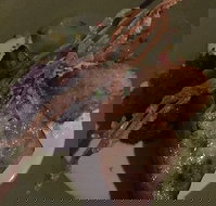 Loquat - Mackay Tourism