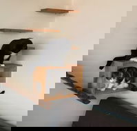 Hobart Cat Cafe - Mackay Tourism