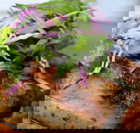 Barchino - Mackay Tourism