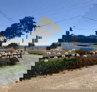Penguin  Pardalote Coffee House - Mackay Tourism
