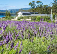 Port Arthur Lavender - Mackay Tourism