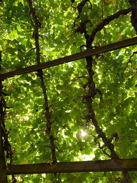 Vintner's Bar And Grill - Mackay Tourism 6