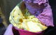 Bellissimo Gelateria - thumb 5