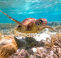 Heron Island Resort - Mackay Tourism