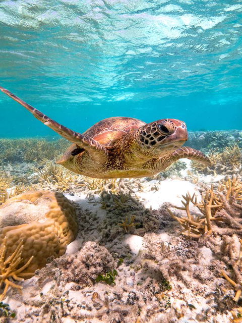 Heron Island Resort - Mackay Tourism 0