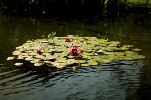 University House - ANU - Mackay Tourism 17