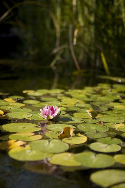 University House - ANU - Mackay Tourism 35